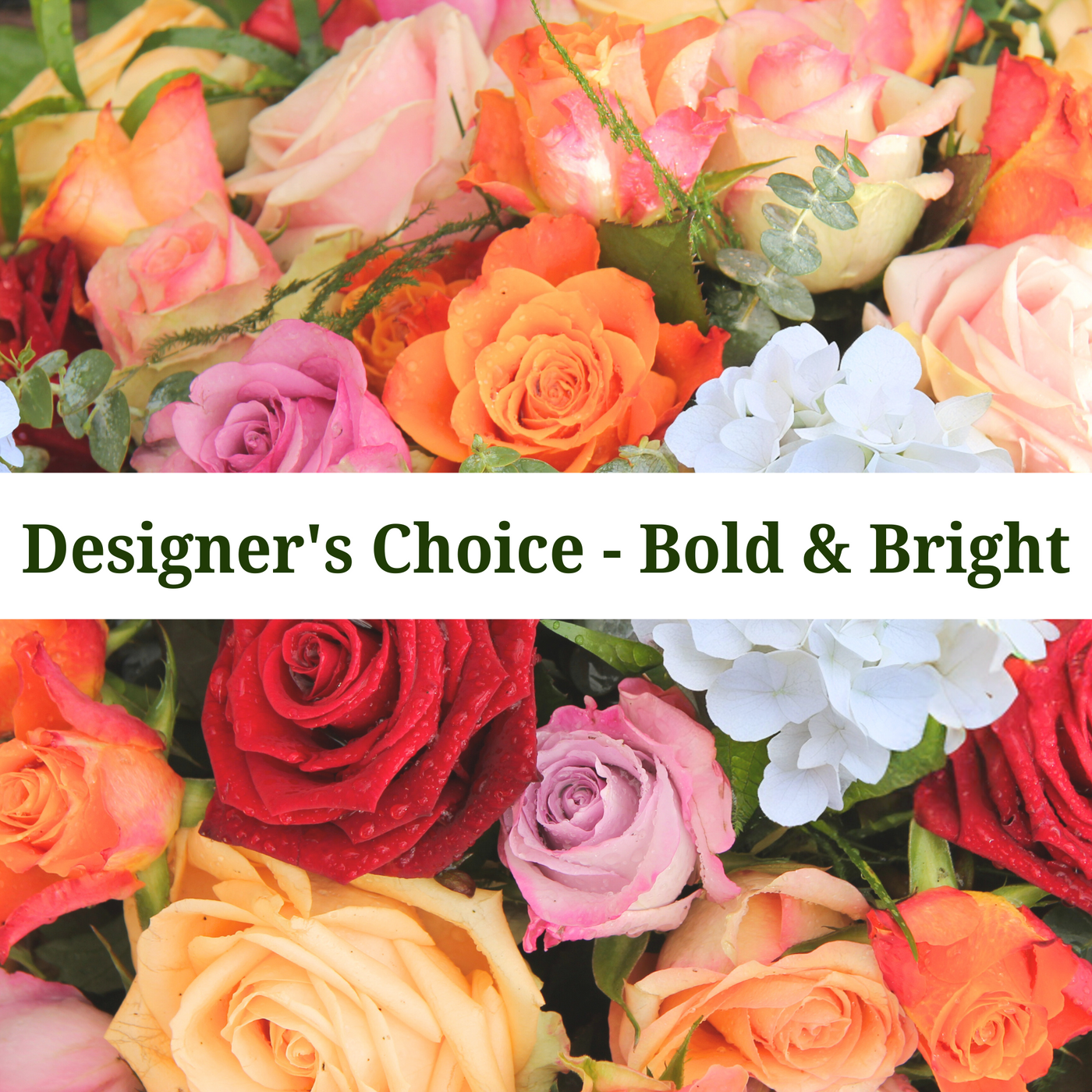 Bold & Bright (Designer's Choice)