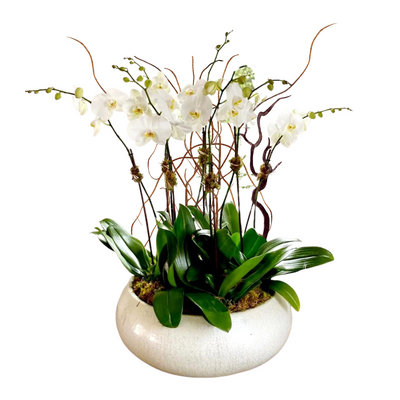 Grande Bella Orchids