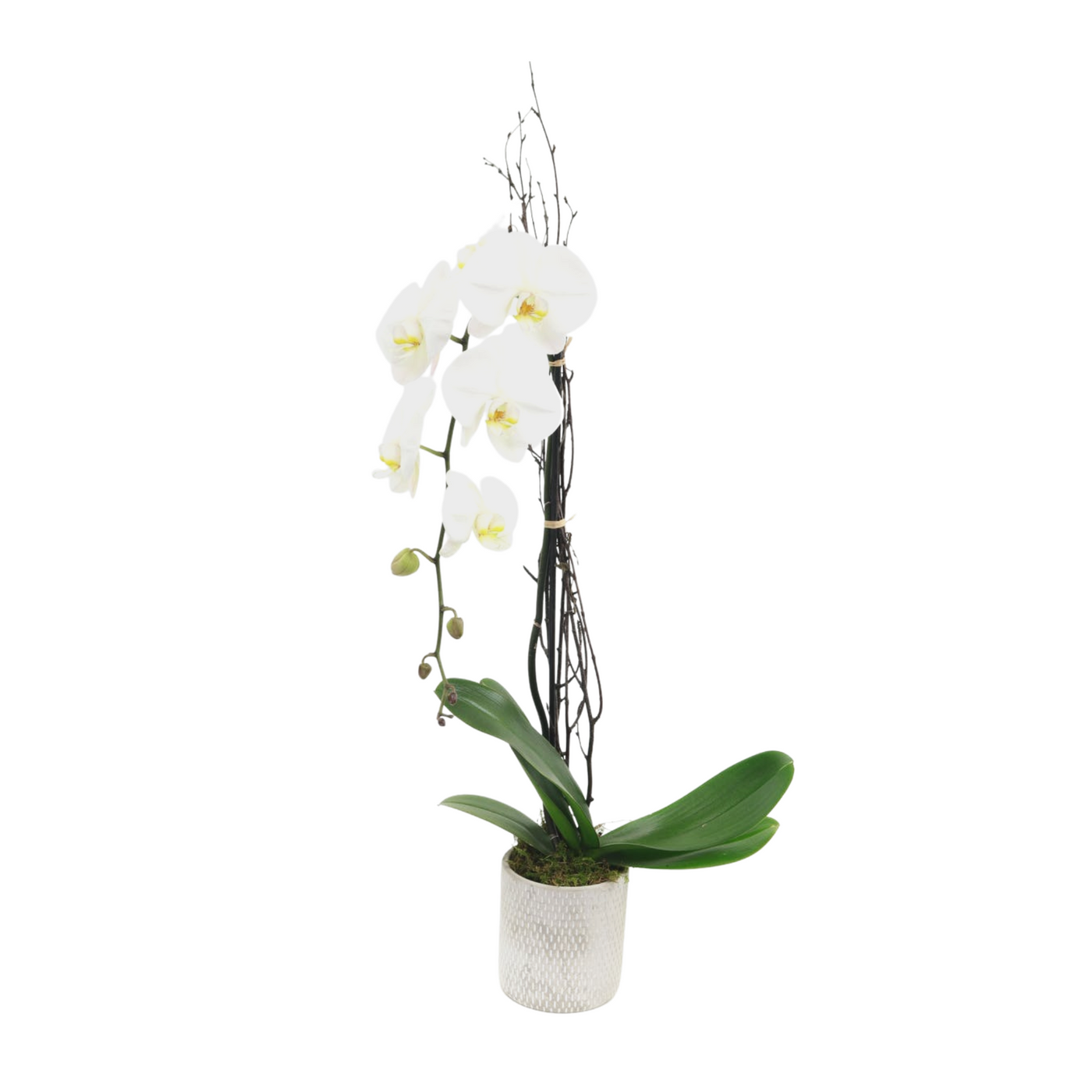 Single Phalaenopsis Cascading Orchid