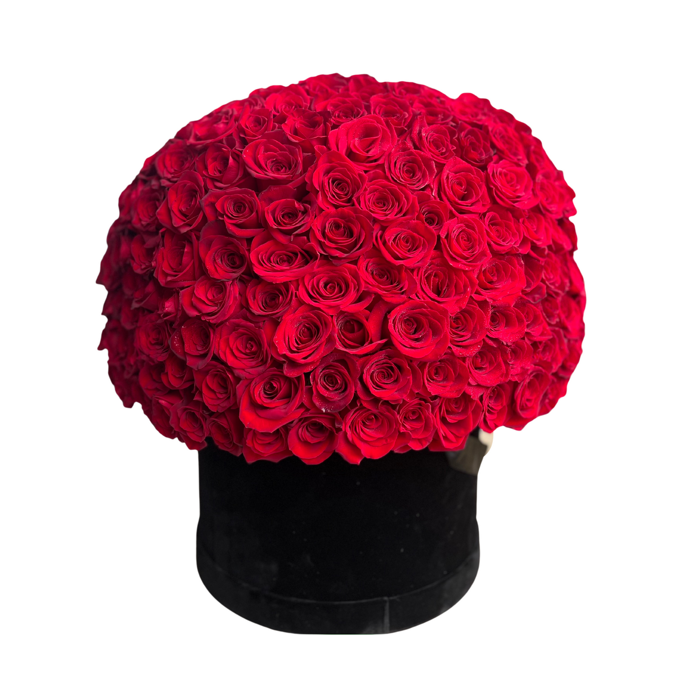 300 Red Velvet Roses