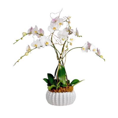 Deluxe Phalaenopsis Orchids