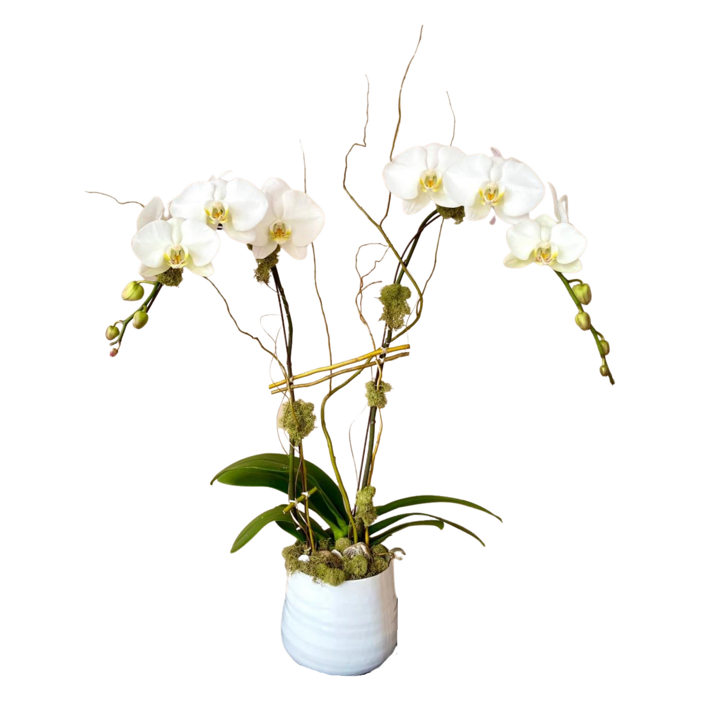 Double Phalaenopsis Orchids